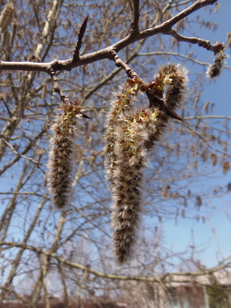 Image of Populus tremula specimen.