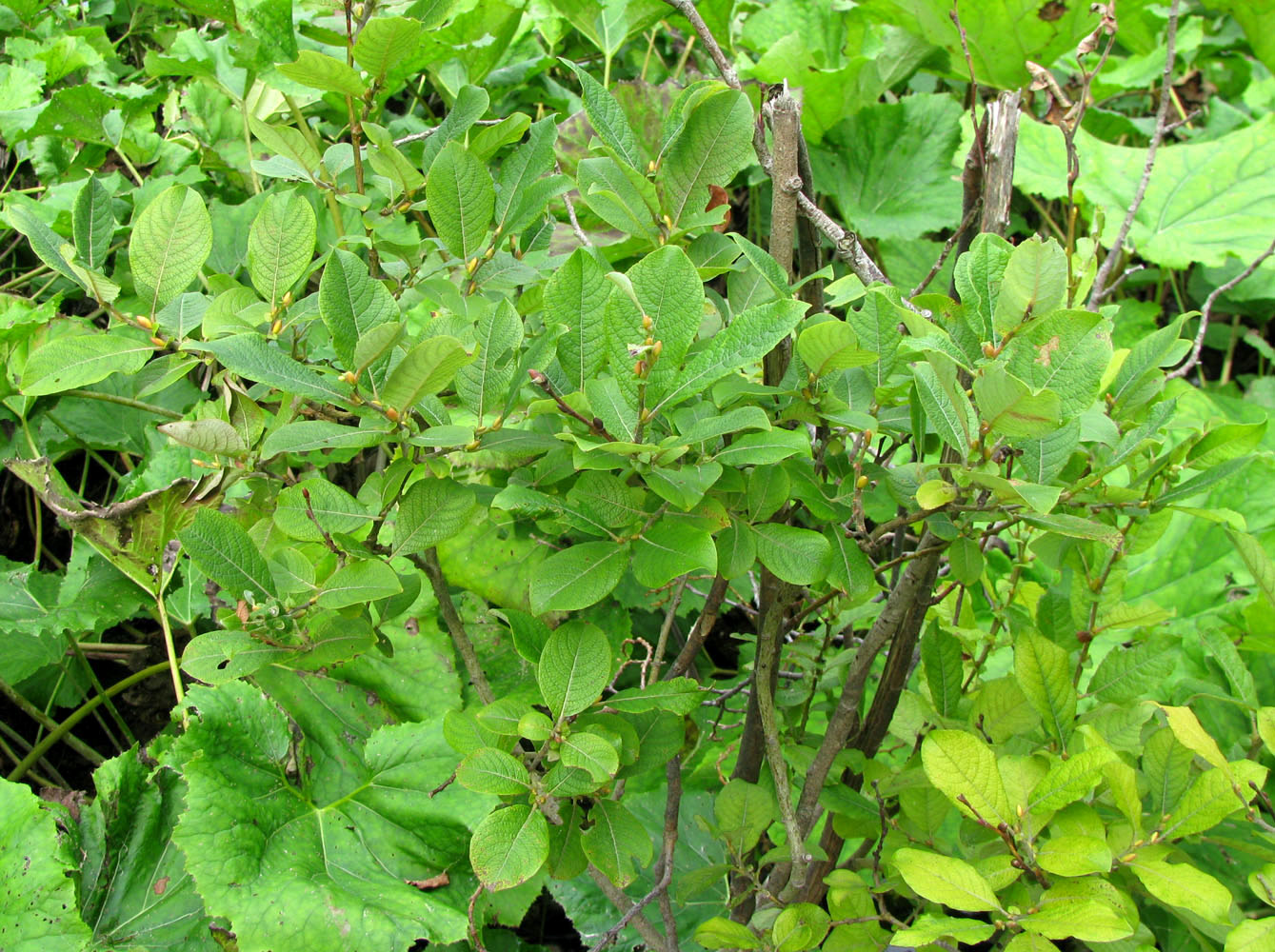 Image of Salix aurita specimen.