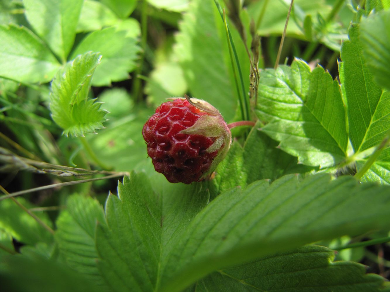 Image of Fragaria viridis specimen.