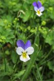 Viola tricolor