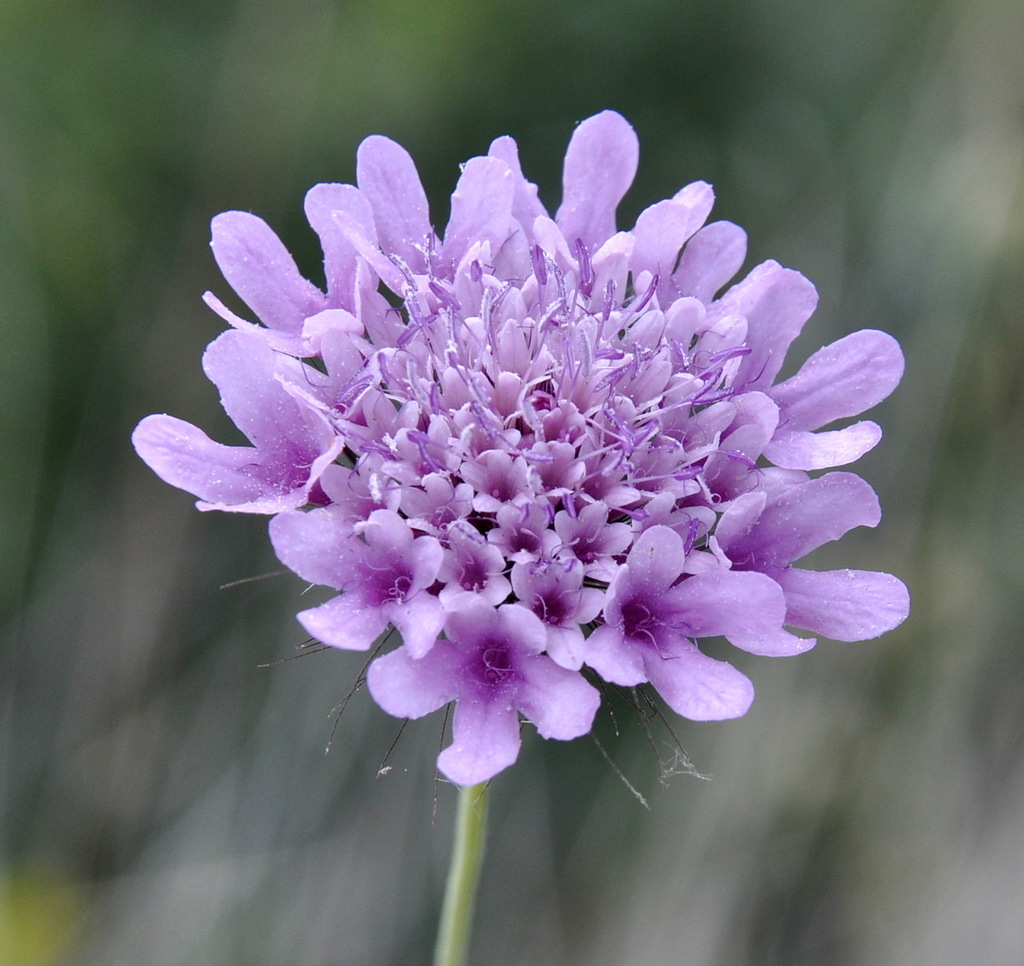 Изображение особи Scabiosa tenuis.