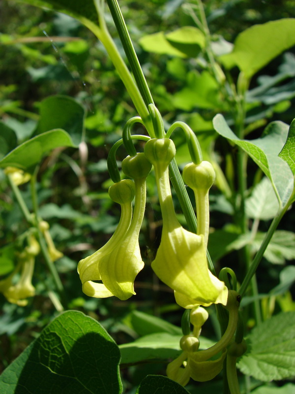 Image of Aristolochia clematitis specimen.