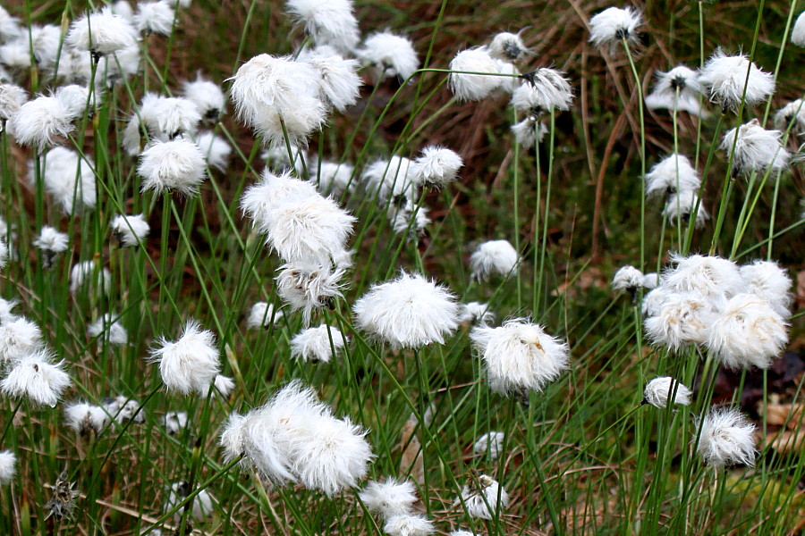 Изображение особи Eriophorum vaginatum.