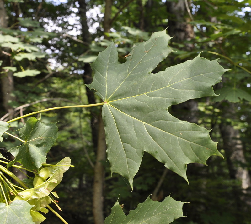 Image of Acer platanoides specimen.