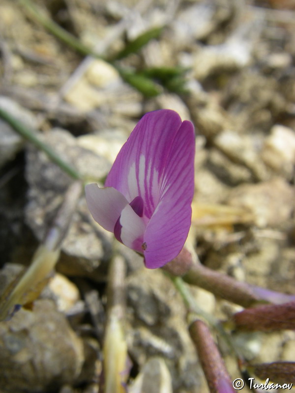 Image of Astragalus subuliformis specimen.