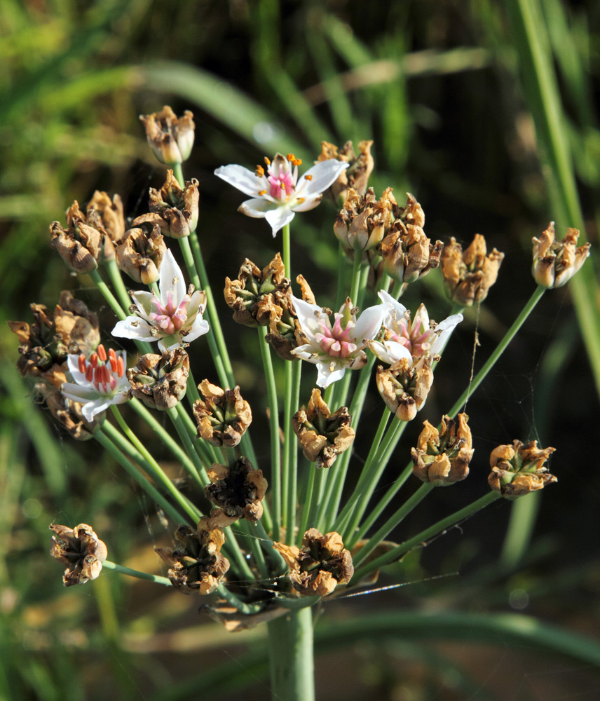 Изображение особи Butomus umbellatus.