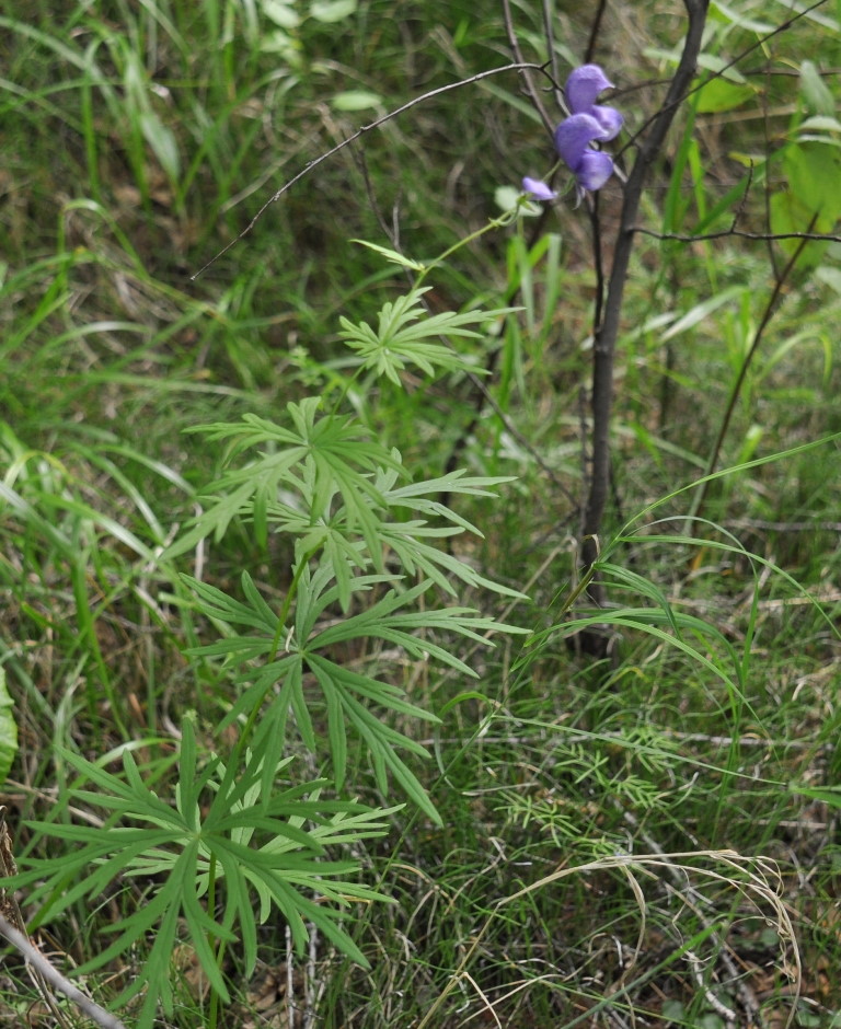 Image of Aconitum ambiguum specimen.