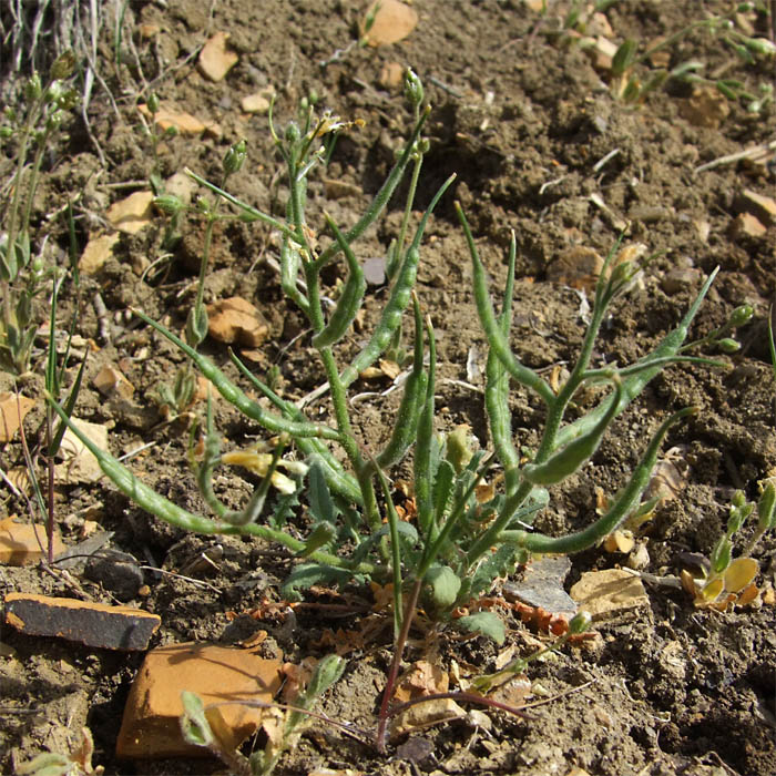 Image of Chorispora iberica specimen.