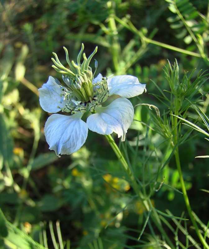 Image of Nigella arvensis specimen.