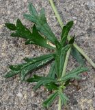 Potentilla argentea. Часть побега с листьями. Германия, г. Krefeld, Ботанический сад. 11.08.2013.