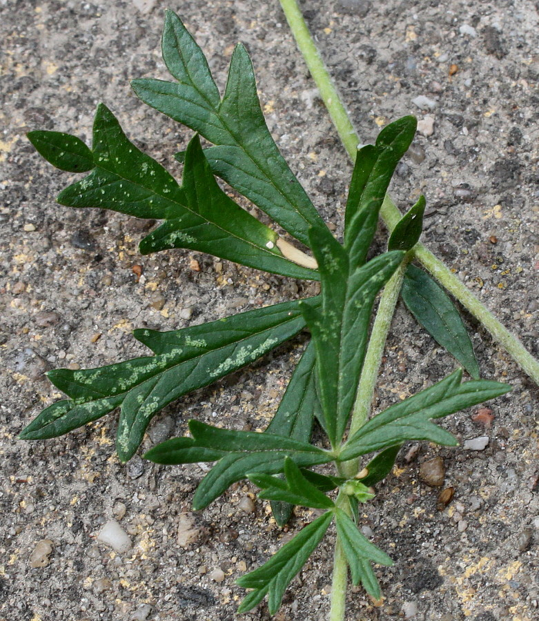 Image of Potentilla argentea specimen.