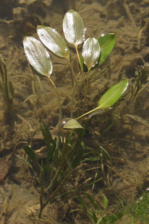 Image of Potamogeton gramineus specimen.