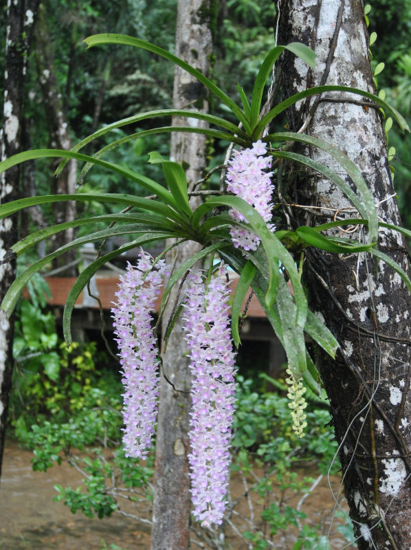 Изображение особи Rhynchostylis gigantea.