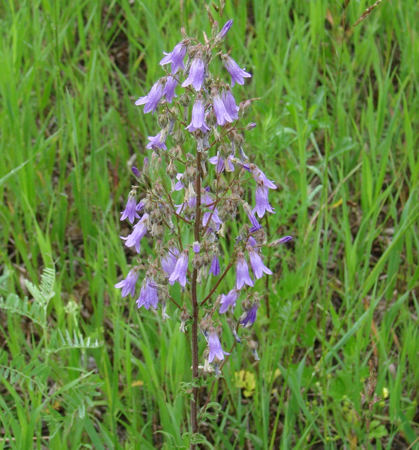 Изображение особи Campanula sibirica.