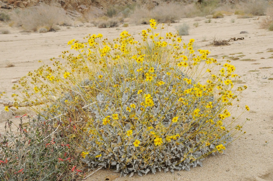 Image of Encelia farinosa specimen.