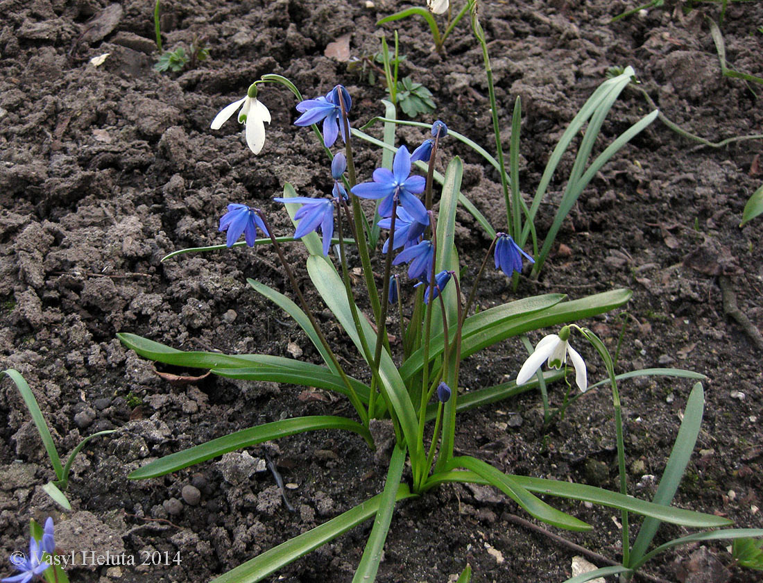 Изображение особи Scilla siberica.