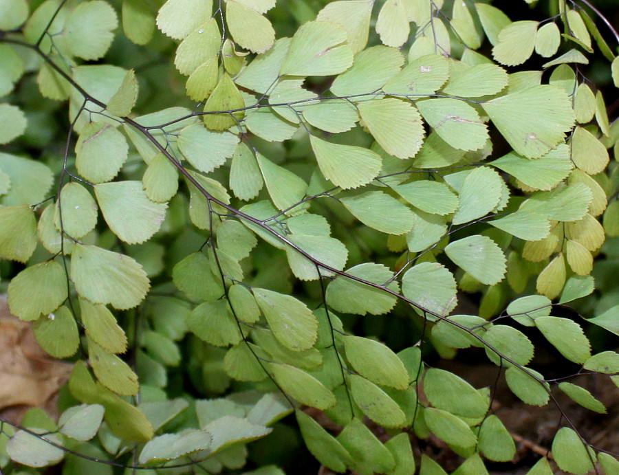 Image of Adiantum venustum specimen.