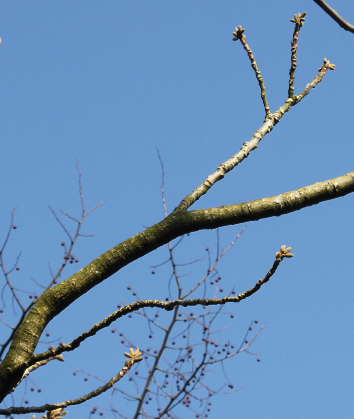 Image of Juglans mandshurica specimen.