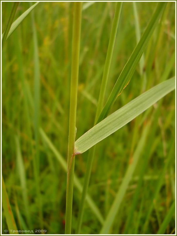 Image of Calamagrostis epigeios specimen.