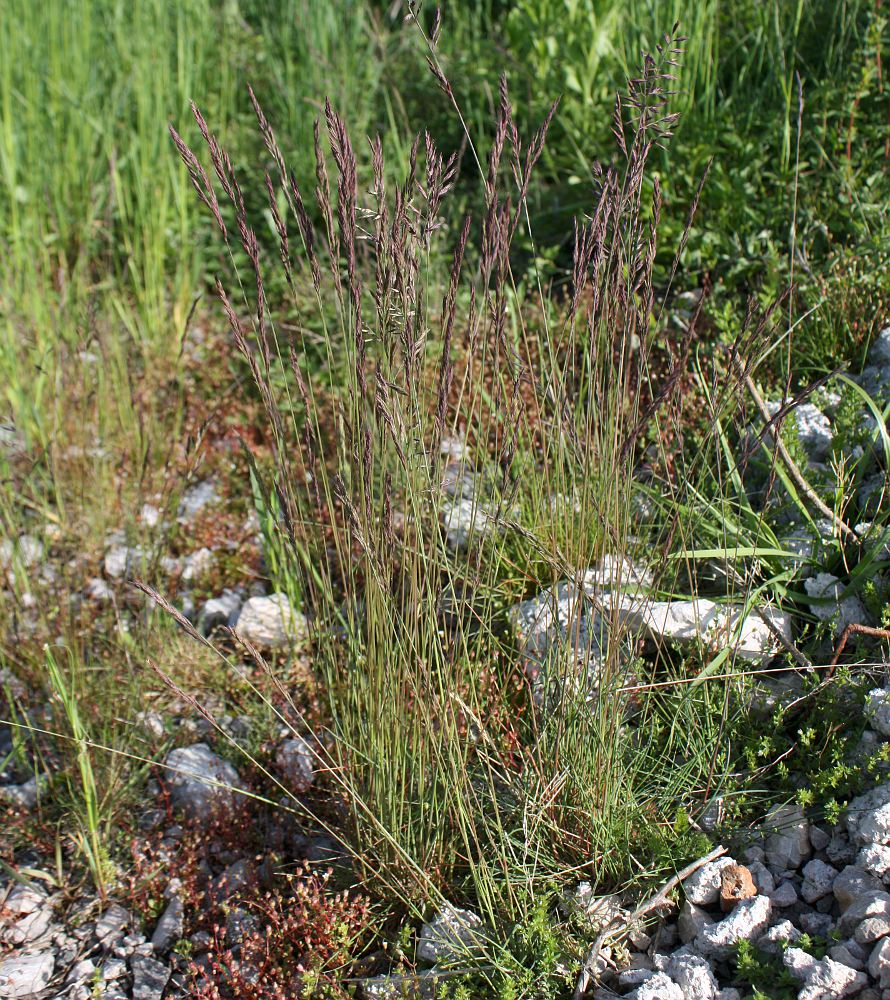 Image of Festuca rubra specimen.