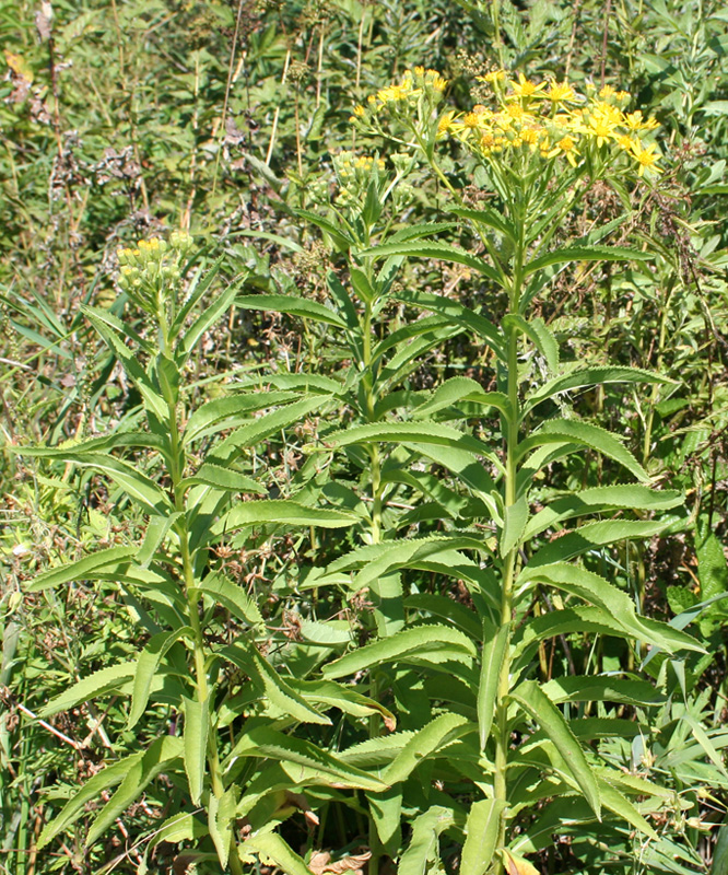 Image of Senecio sarracenicus specimen.