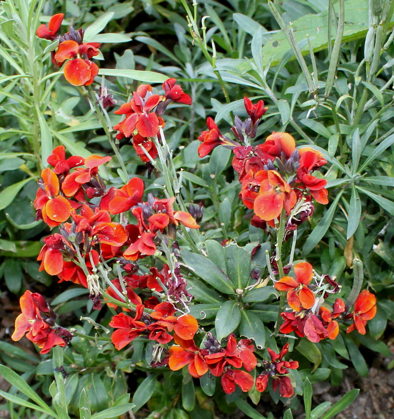 Image of Cheiranthus cheiri specimen.