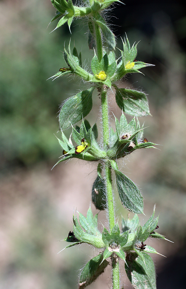 Image of Sideritis montana specimen.