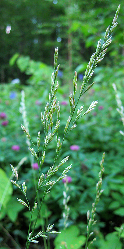 Изображение особи Festuca pratensis.