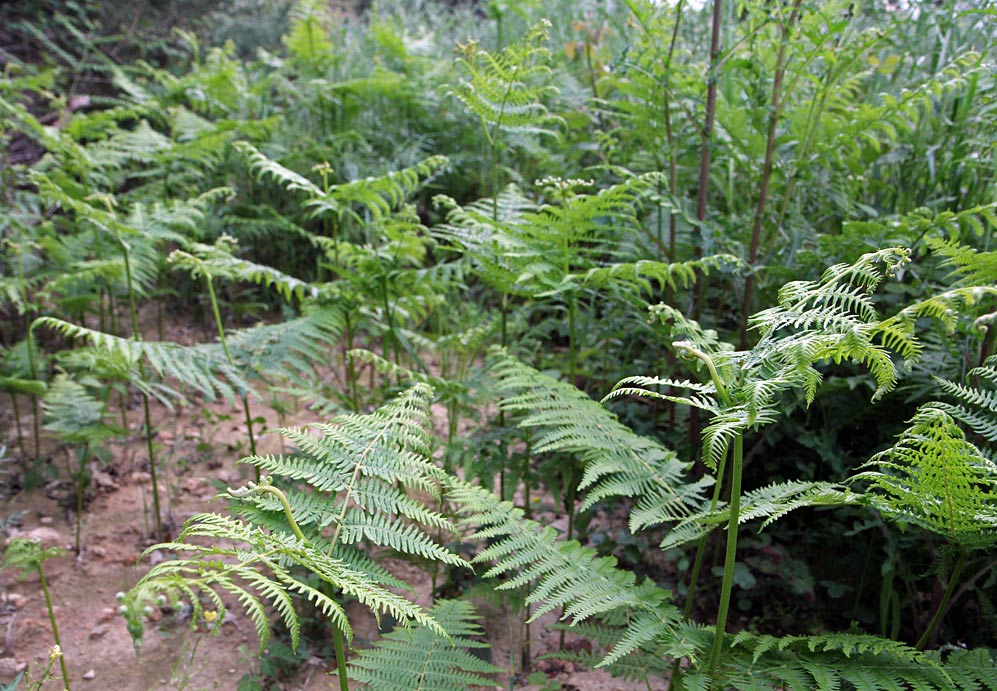 Изображение особи Pteridium aquilinum.