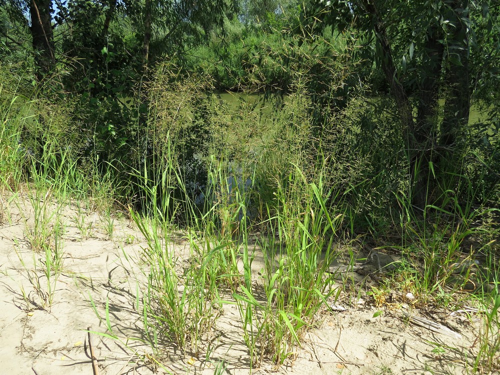 Image of Agrostis gigantea specimen.