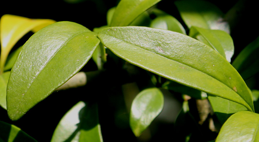 Image of Ligustrum quihoui specimen.