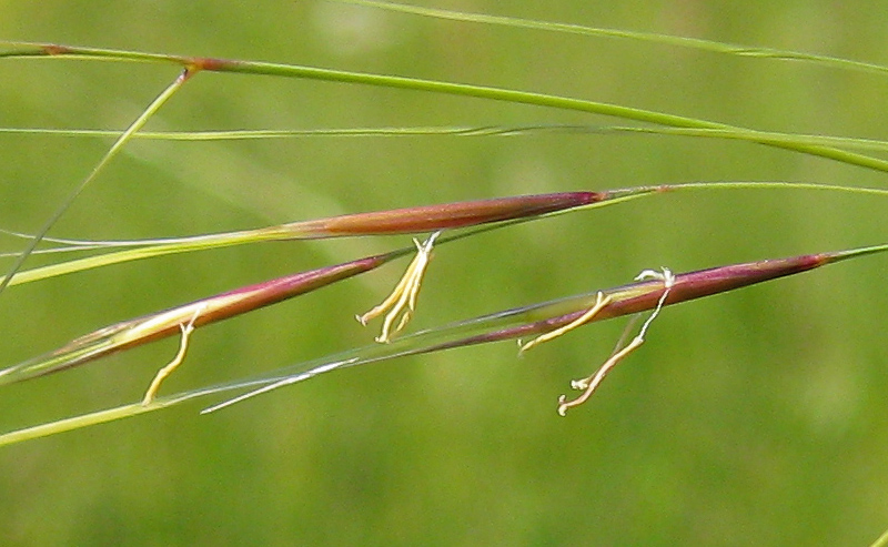 Image of Stipa capillata specimen.