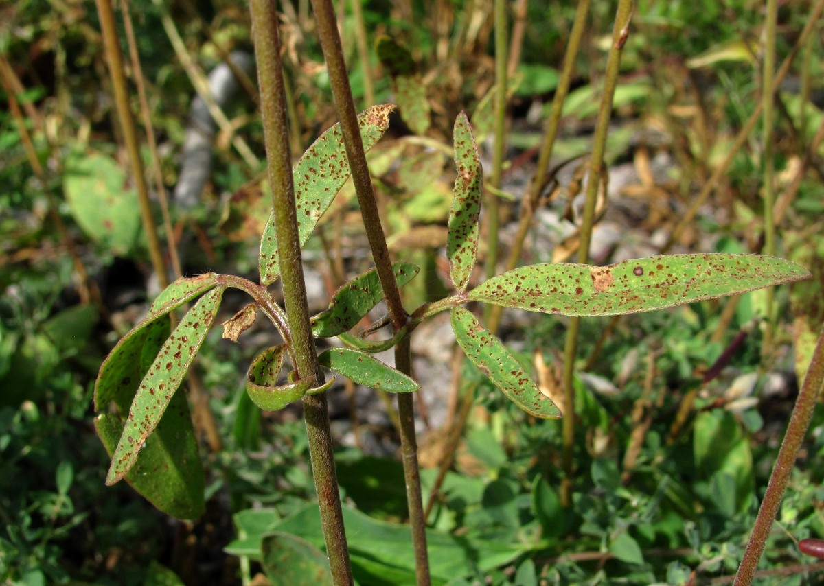 Image of Anthyllis vulneraria specimen.