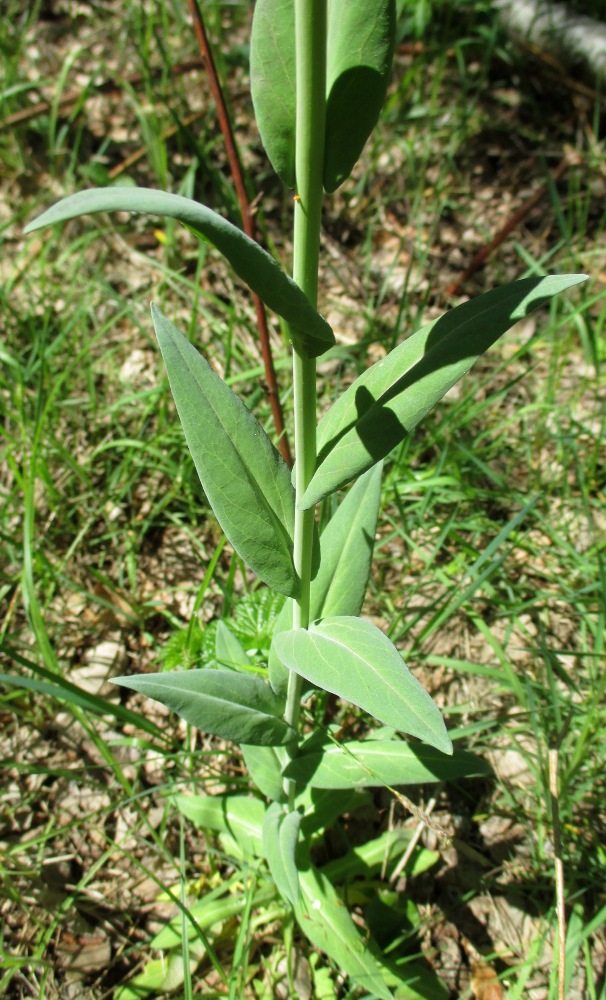 Image of Turritis glabra specimen.