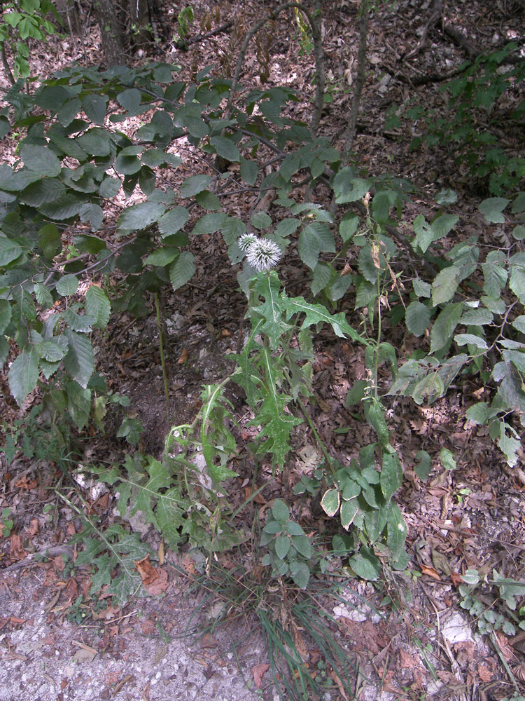 Изображение особи Echinops viridifolius.