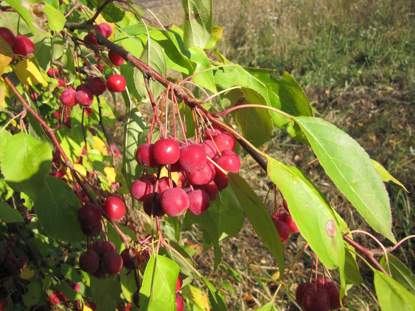 Image of Malus prunifolia specimen.