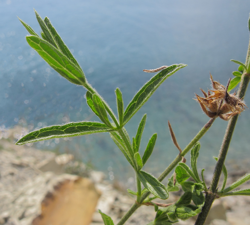 Image of Stachys atherocalyx specimen.