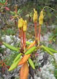 Rhododendron aureum