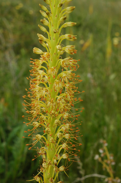 Изображение особи Eremurus fuscus.