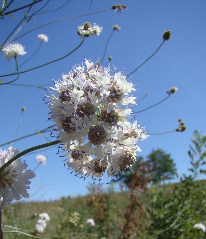 Image of Cephalaria transsylvanica specimen.