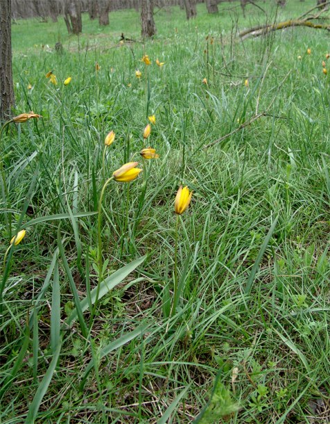 Image of Tulipa biebersteiniana specimen.