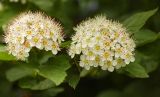 Physocarpus opulifolius