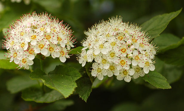 Image of Physocarpus opulifolius specimen.