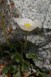 Papaver croceum