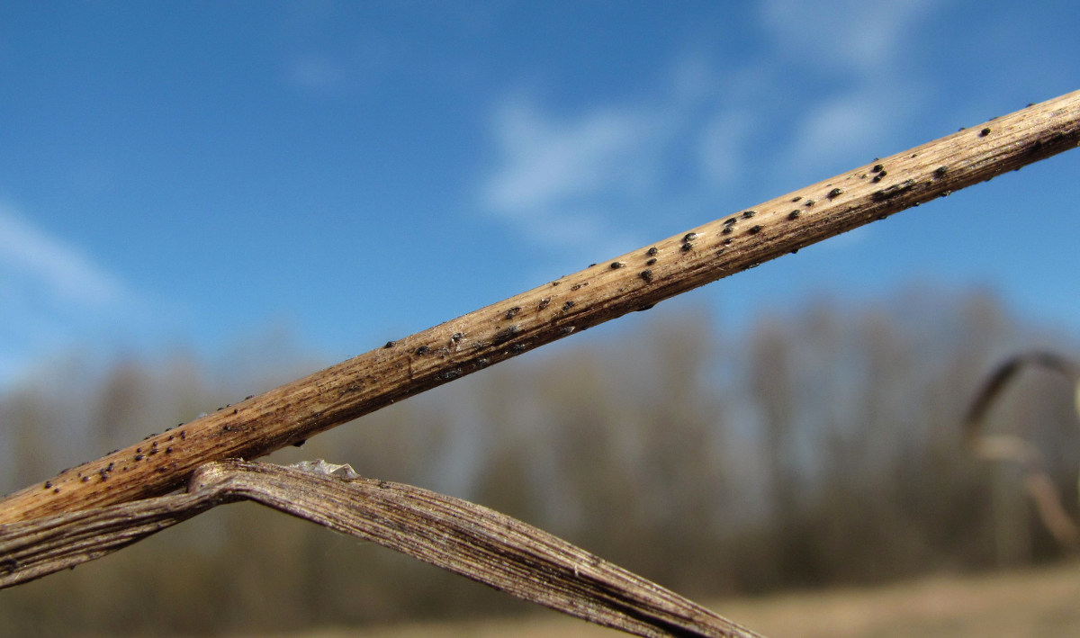 Изображение особи Dactylis glomerata.