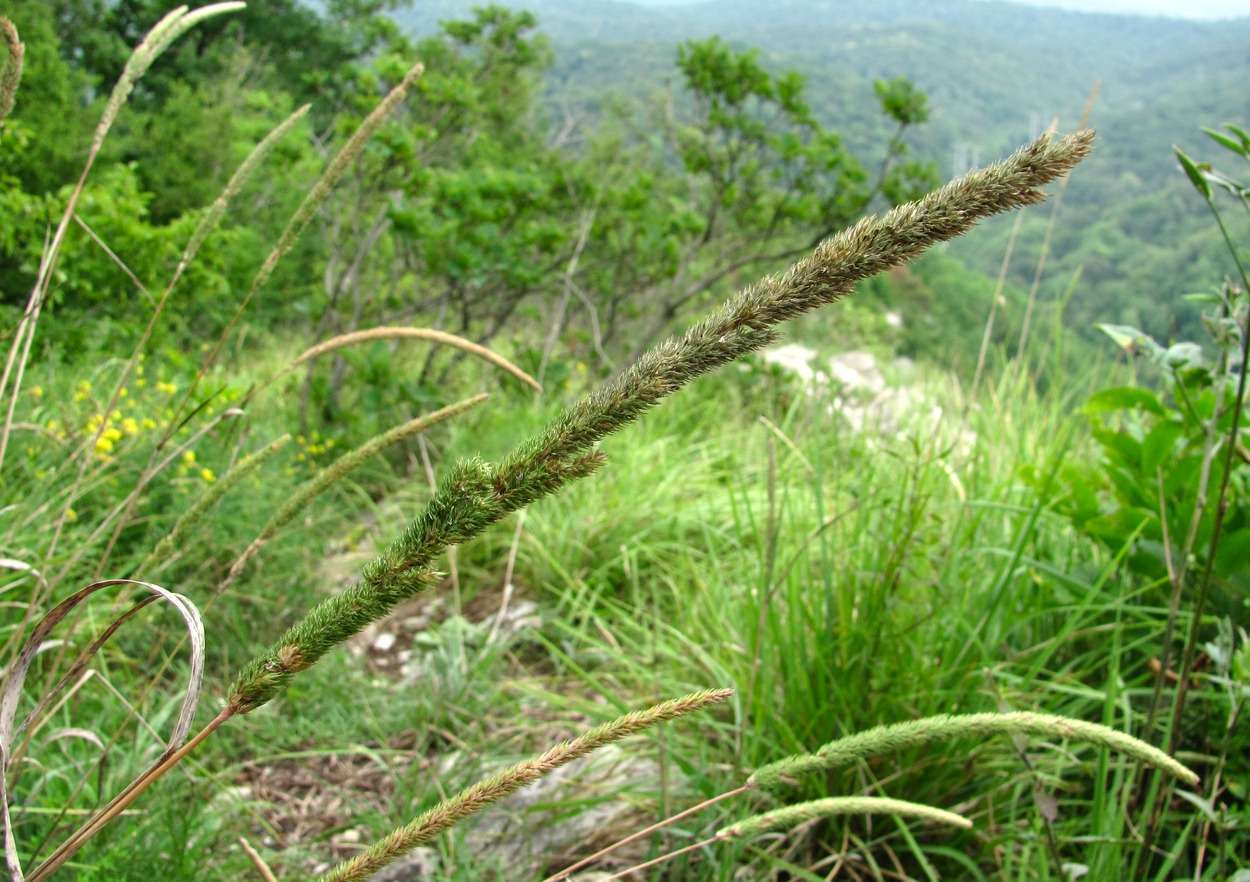 Image of Phleum phleoides specimen.