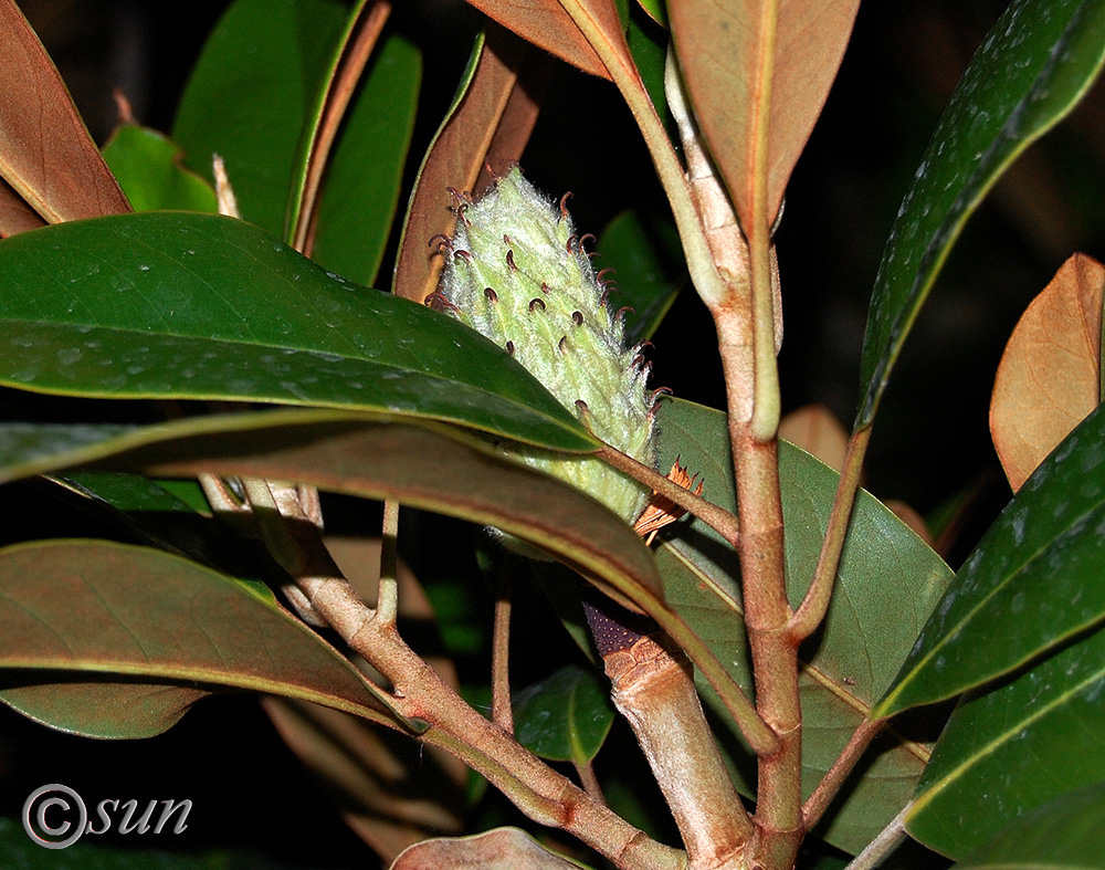 Image of Magnolia grandiflora specimen.