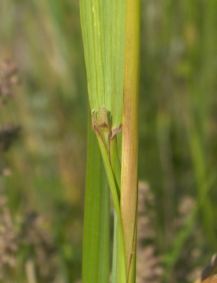 Изображение особи Calamagrostis epigeios.