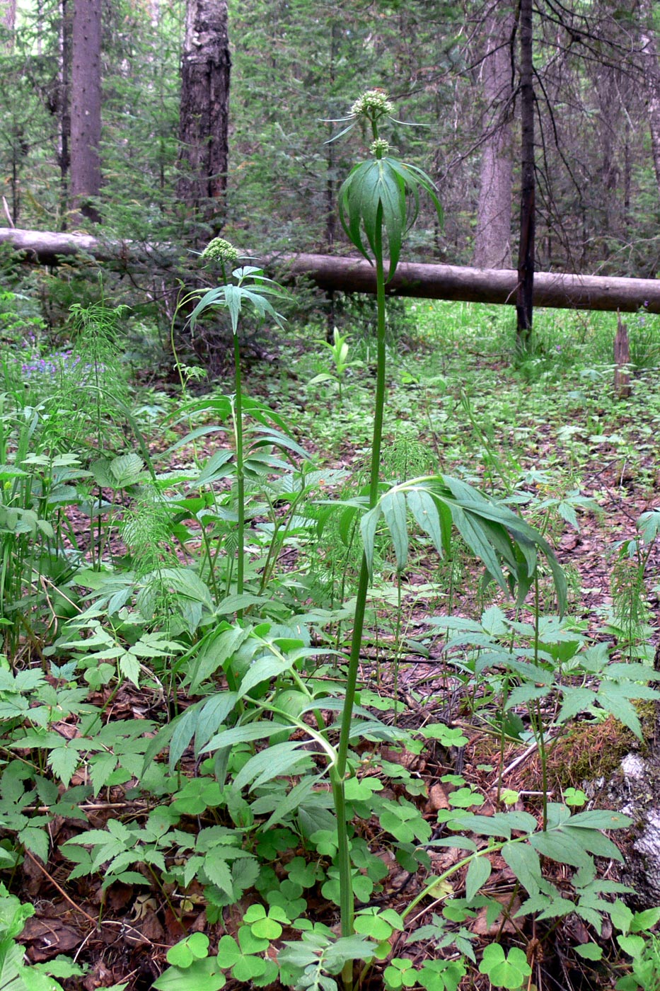 Image of Valeriana wolgensis specimen.