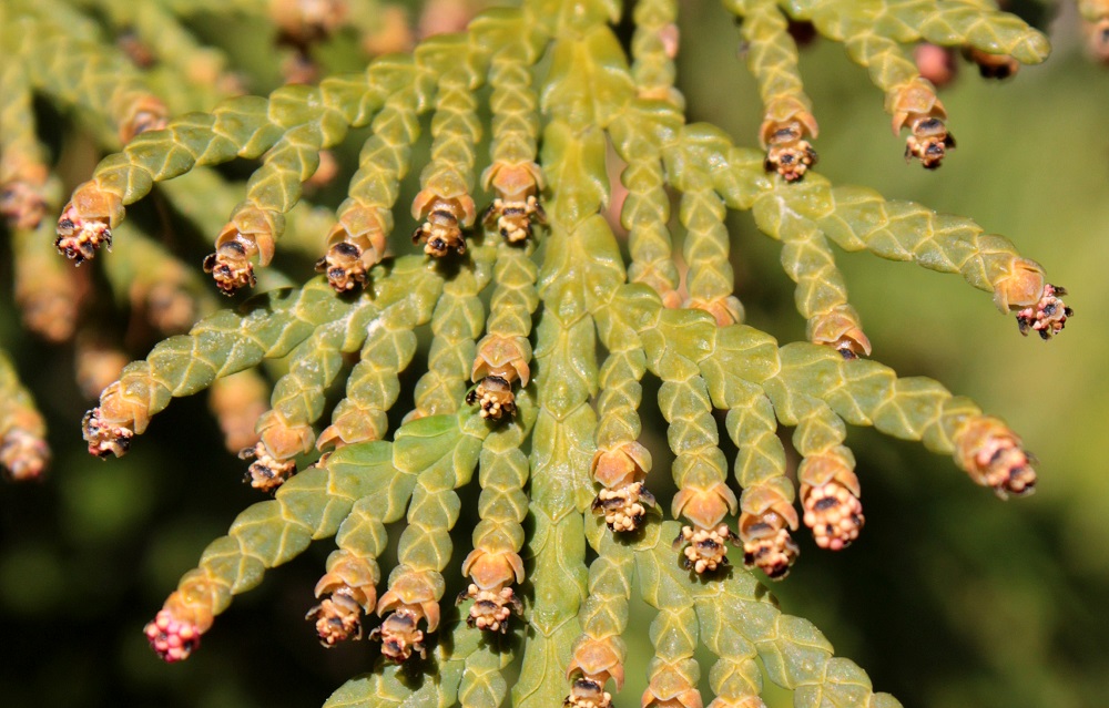 Image of Thuja occidentalis specimen.